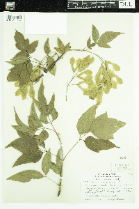 Acer negundo image