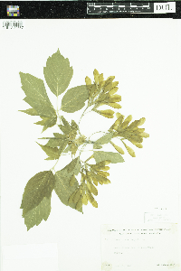 Acer negundo image