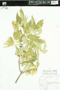 Thumbnail image of current specimen