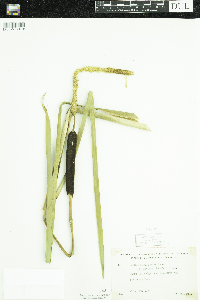 Media resource of Typha latifolia