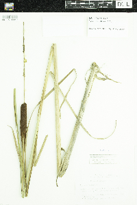 Typha angustifolia image