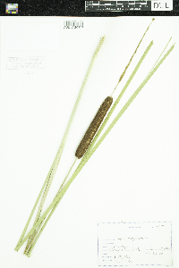 Typha angustifolia image