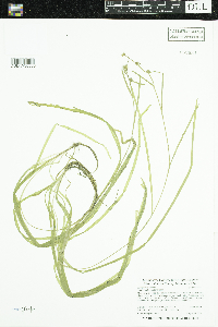 Sparganium natans image