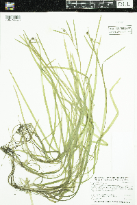 Sparganium natans image