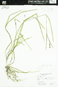 Sparganium natans image