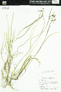 Sparganium natans image