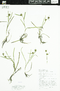 Sparganium natans image