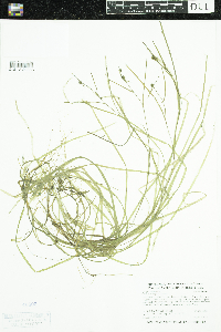 Sparganium natans image