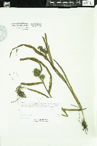 Sparganium glomeratum image