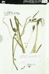 Sparganium glomeratum image
