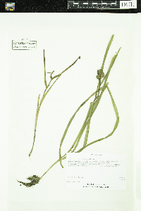 Sparganium glomeratum image