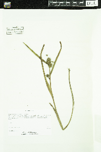 Sparganium glomeratum image