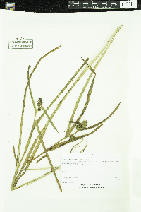 Sparganium glomeratum image