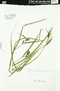 Sparganium glomeratum image