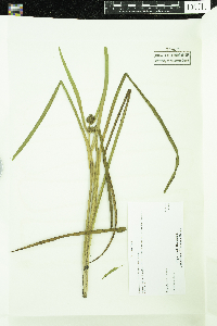 Sparganium glomeratum image