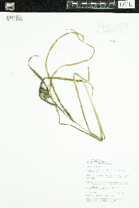 Sparganium glomeratum image