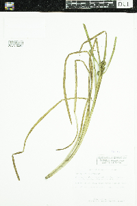 Sparganium glomeratum image