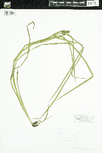 Sparganium glomeratum image