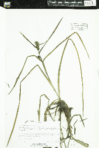 Sparganium glomeratum image