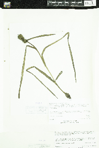 Sparganium glomeratum image