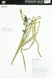 Sparganium glomeratum image
