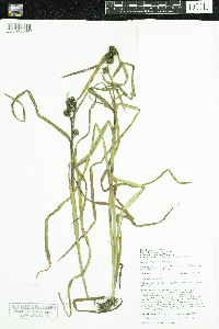 Sparganium glomeratum image