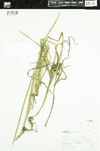 Sparganium glomeratum image