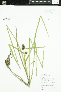 Sparganium glomeratum image