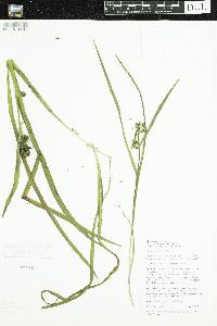 Sparganium glomeratum image