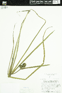 Sparganium glomeratum image