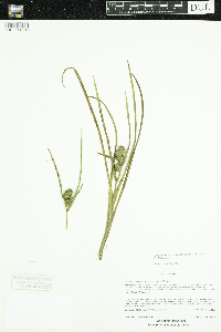 Sparganium glomeratum image