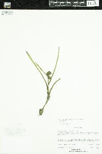 Sparganium glomeratum image