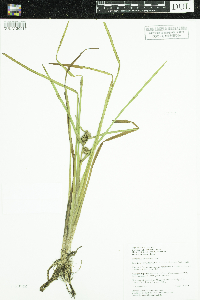 Sparganium glomeratum image