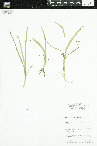 Sparganium glomeratum image