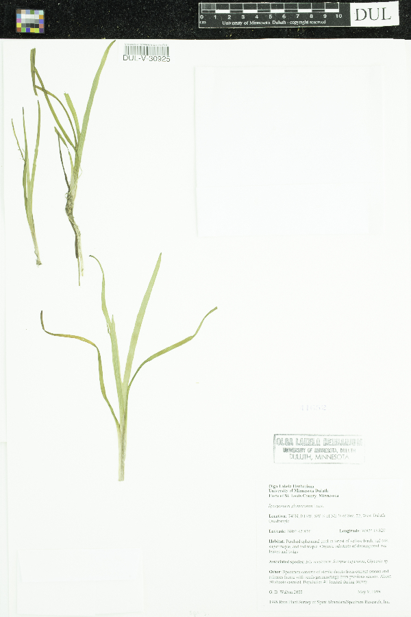 Sparganium glomeratum image