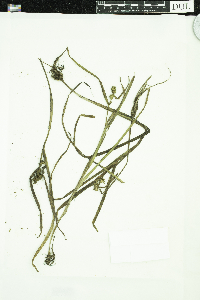 Sparganium glomeratum image