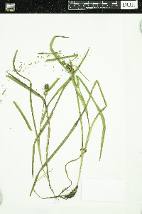 Sparganium glomeratum image