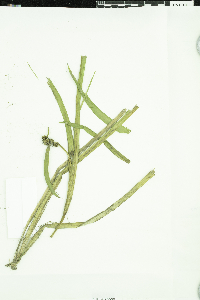 Sparganium glomeratum image