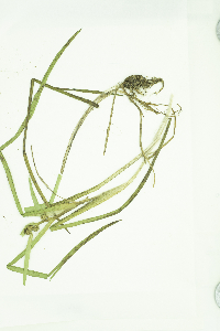 Sparganium glomeratum image