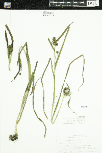Sparganium glomeratum image