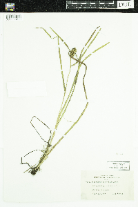 Sparganium glomeratum image