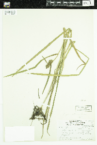 Sparganium glomeratum image