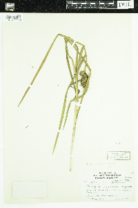 Sparganium glomeratum image