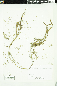 Sparganium glomeratum image