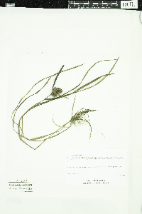 Sparganium glomeratum image