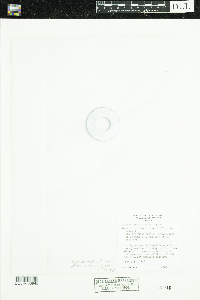 Sparganium glomeratum image