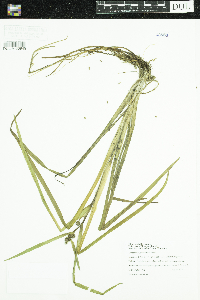 Sparganium glomeratum image