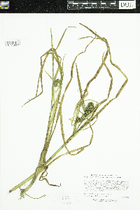 Sparganium glomeratum image