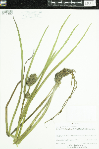 Sparganium glomeratum image