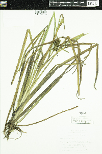 Sparganium glomeratum image